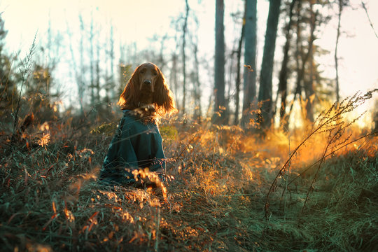 early morning in the fog to the light sun rays in the woods sits a dog in overalls. Portrait of Irish setter hunting