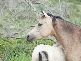  Half-wild horses. liberty, Israel