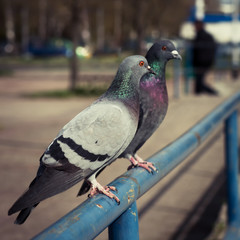 Two pigeons sitting on a blue iron rail in urban city park