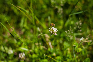 Landing Bee