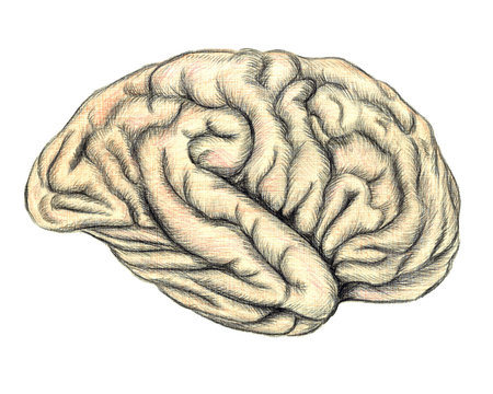Human brain side view, hand drawn medical illustration, color pencils drawing with imitation of lithography