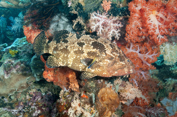 Fototapeta na wymiar Brown marbled grouper, Epinephelus fuscoguttatus, Komodo Indonesia.
