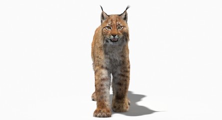 Eurasian Lynx (3d)