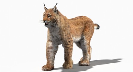Eurasian Lynx (3d)