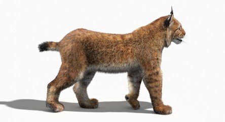 Eurasian Lynx (3d) © ANDRANIK