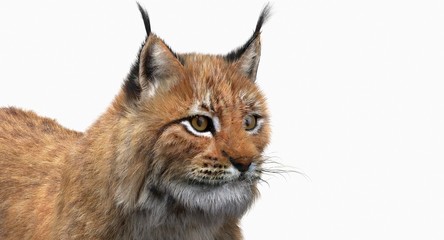 Eurasian Lynx (3d) © ANDRANIK
