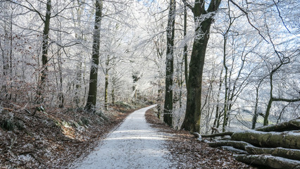 Spaziergang im Winterwald bei Sonnenschein