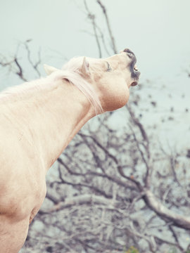 portrait of sniffeling palomino stallion. Half-wild horse. liberty, Israel
