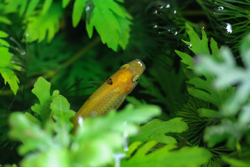 Beautiful little fish