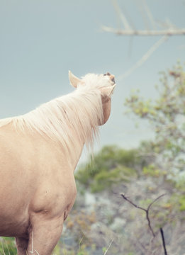 portrait of sniffeling palomino stallion. Half-wild horse. liberty, Israel