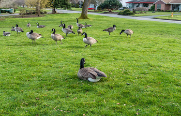 Canada Geese Near Lake 5