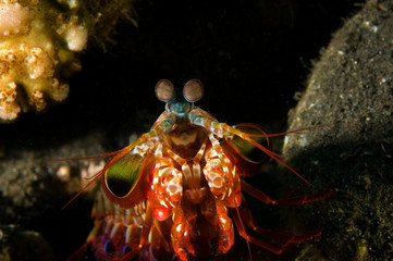 Samashing mantis shrimp, Odontodactylus scyllarus, Bali Indonesia.