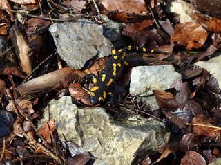 fire salamander, (Salamandra salamandra)
