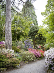 Azalea lined path at Bodnant Gardens, North Wales