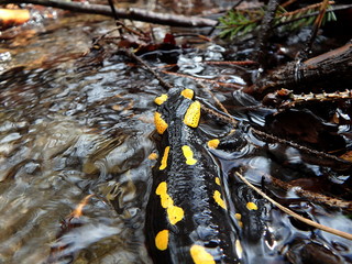 fire salamander, (Salamandra salamandra)
