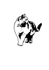 Silhouette cat vector