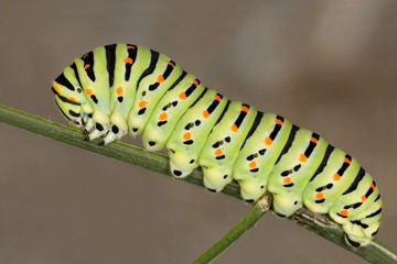 Beautiful caterpillar of a Macaone Butterfly