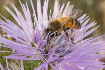Bee pollinating on a flower in the wild