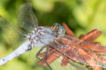 Dragonfly in the wild