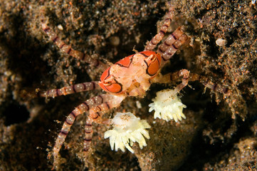 Boxer crab, Lybia tesselata, with defensive anemones attached her arms. Bali Indonesia.