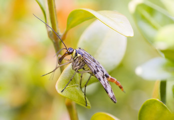 Scorpion fly