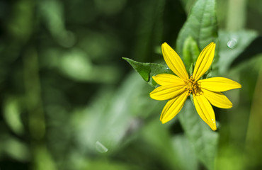 Yellow Wildflower Closeup in Nature