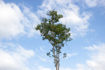 big tree with sky background