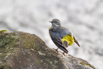 Grey wagtail sitting on large rocks on the riverbank