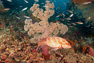 Reef scenic with coral grouper, Cephalopholis miniata, Raja Ampat Indonesia