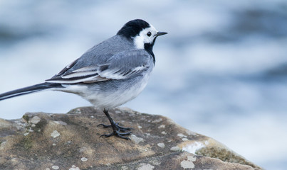 White wagtail sitting on river rocks