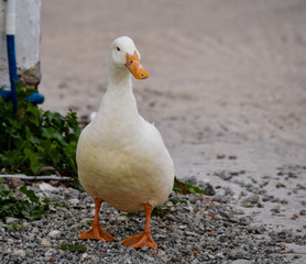 Duck (Klima, milos)
