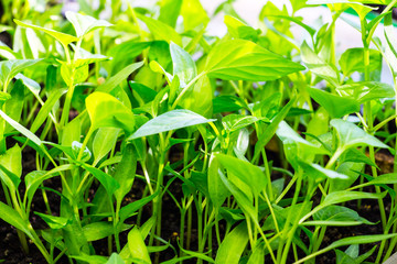 Young Green shoots gain strength and reach for the sun