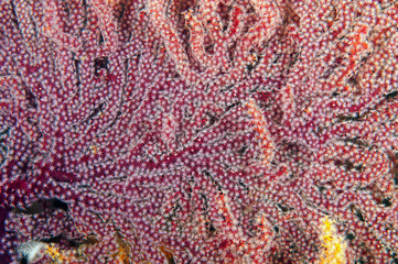 Seafan polyps Raja Ampat Indonesia