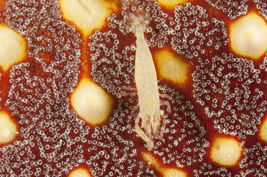 Commensal shrimp, Periclimenes sp., on a starfish, Pentaceraster sp., Sulawesi Indonesia