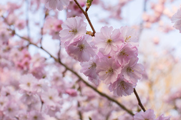 Spring Cherry blossoms, pink flowers.