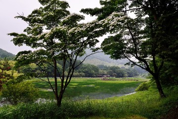 Fototapeta premium 神楽女湖とハナショウブ