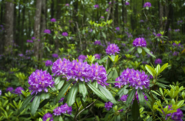 Rhododendron wild flowers blossoming in Istranca Mountains of Black Sea Turkey