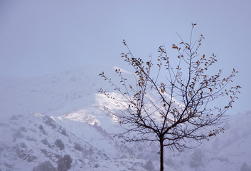 Крона дерева на фоне гор
