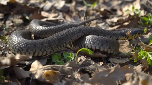 A poisonous snake is preparing to attack and bite. 4K