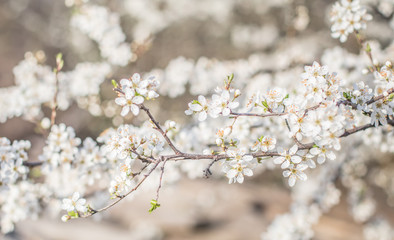 Beautiful flowering fruit trees. Blooming plant branches in spring warm bright sunny day. White tender flowers background.