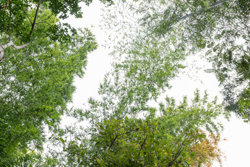 green tree foliage background