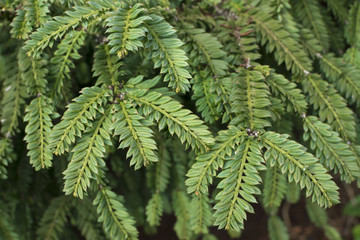 Closeup oblong pointed pine tree leaves