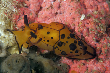 Nudibranch, Barthella martensi, Nusa Kode Indonesia