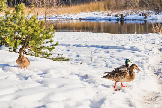 Ducks in the winter nature