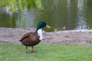 Ente am Ufer