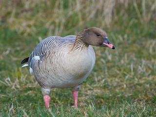 Pink-footed goose (Anser brachyrhynchus)