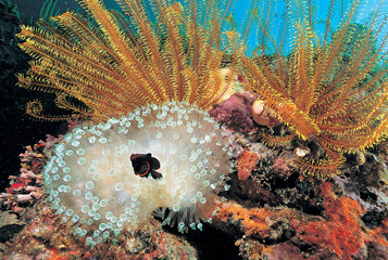 Spinecheek anemonefish , Premnas bieculatus , in a bleaching anemone Coron Philippines