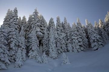 Snow covered pine forest of Aladag Mountain Bolu Turkey