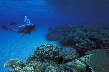 Diver enjoying pristine coral reefs of Apo Island, Philippines
