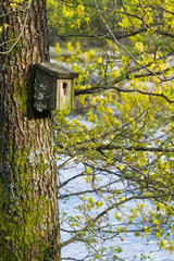Very old nesting bird box covered in lichen and moss, hanging on a tree in spring, with green buds in the background